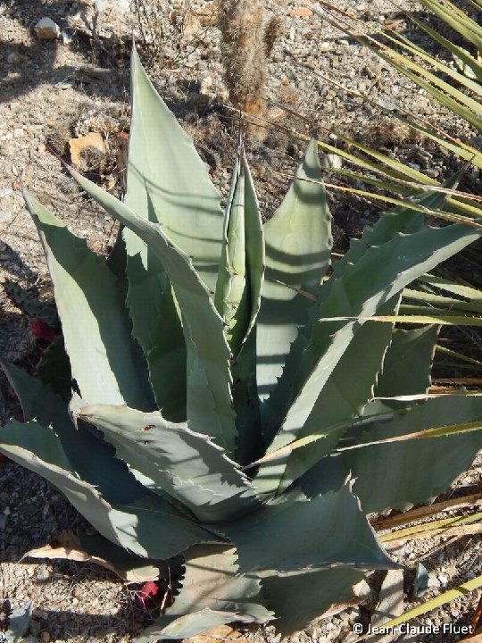 Agave shrevei magna ©J-C Fluet 4121